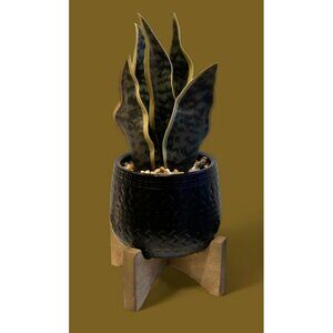 New Faux Snake Modern Artificial Decorative Small Desk Plant Black Pot